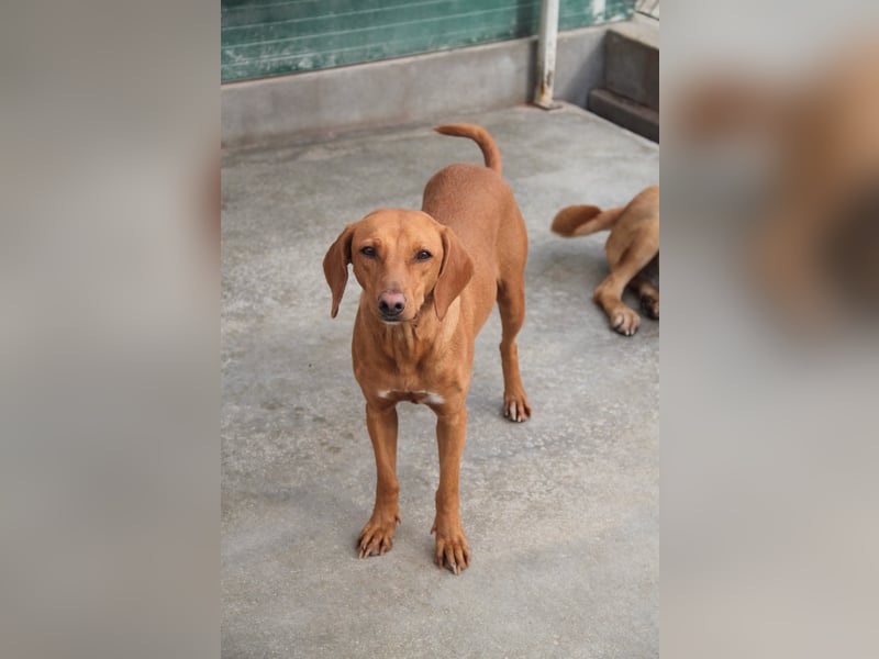 liebe Bracken Mischlings-Hündin Nola sucht ihre Menschen
