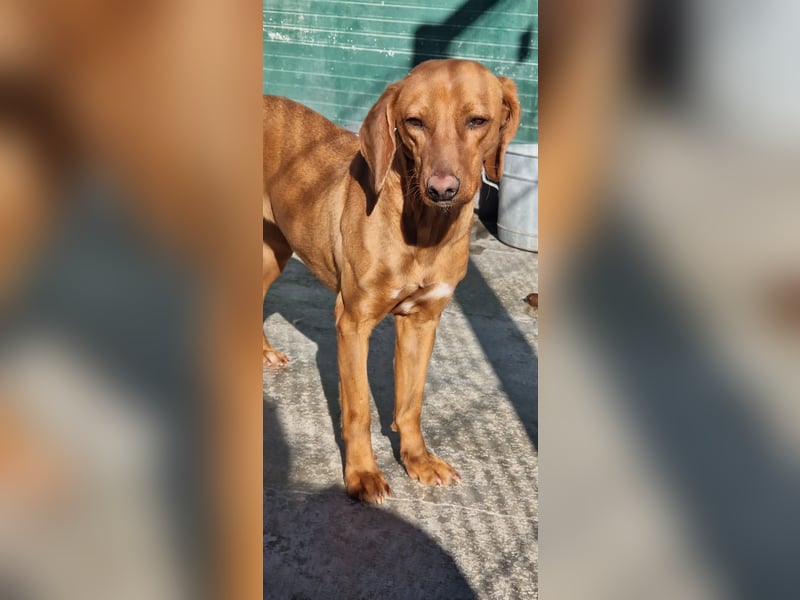 liebe Bracken Mischlings-Hündin Nola sucht ihre Menschen
