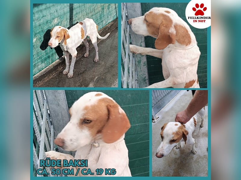 Istrische Bracke Baksi sucht ein liebes Zuhause