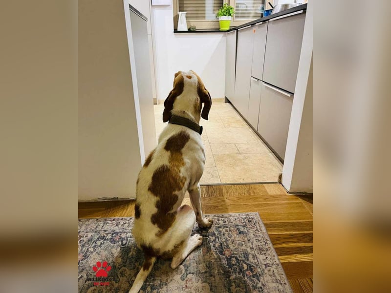 Jure Brackenmischling Mischling Rüde sucht Zuhause für immer