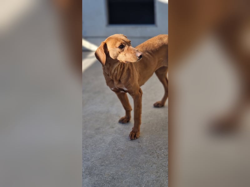 liebe Bracken Mischlings-Hündin Nola sucht ihre Menschen