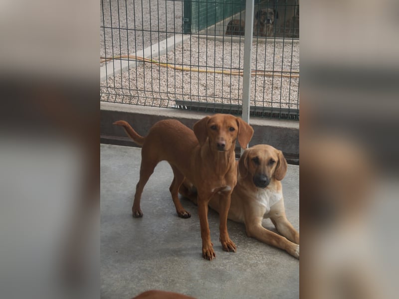 liebe Bracken Mischlings-Hündin Nola sucht ihre Menschen