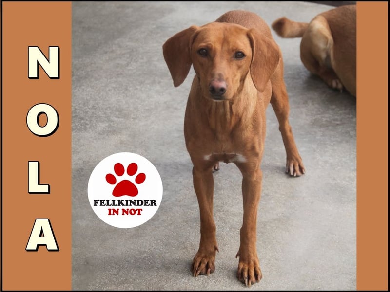 liebe Bracken Mischlings-Hündin Nola sucht ihre Menschen