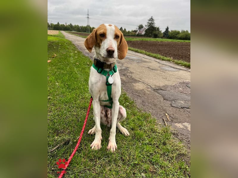 Jure Brackenmischling Mischling Rüde sucht Zuhause für immer