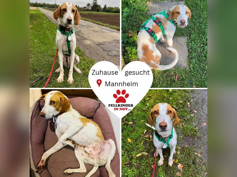 Jure Brackenmischling Mischling Rüde sucht Zuhause für immer