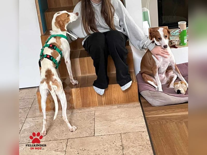 Jure Brackenmischling Mischling Rüde sucht Zuhause für immer