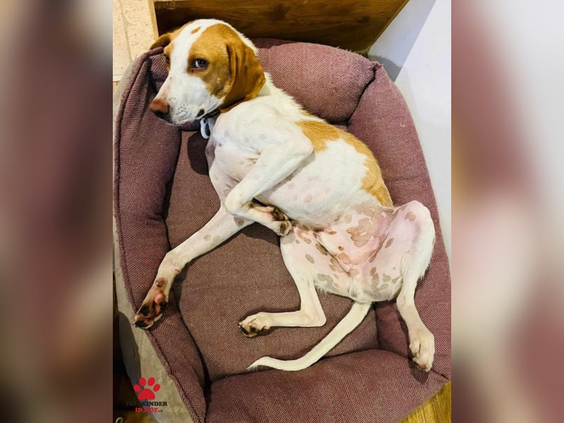 Jure Brackenmischling Mischling Rüde sucht Zuhause für immer