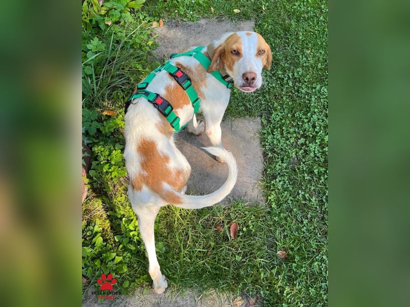 Jure Brackenmischling Mischling Rüde sucht Zuhause für immer