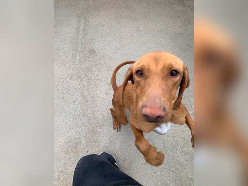 liebe Bracken Mischlings-Hündin Nola sucht ihre Menschen