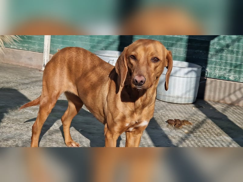 liebe Bracken Mischlings-Hündin Nola sucht ihre Menschen