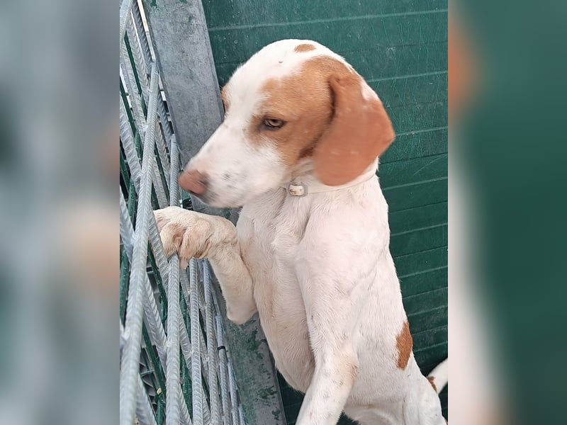 Istrische Bracke Baksi sucht ein liebes Zuhause