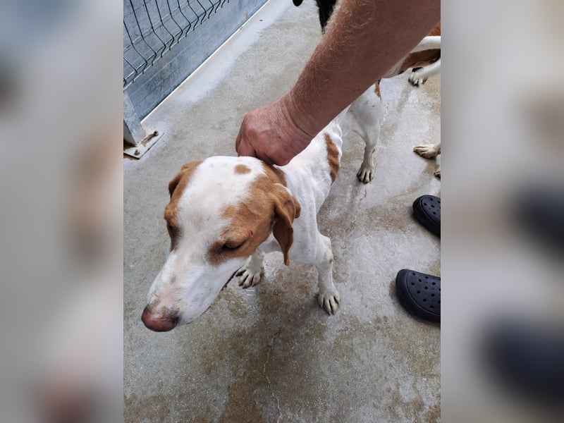 Istrische Bracke Baksi sucht ein liebes Zuhause