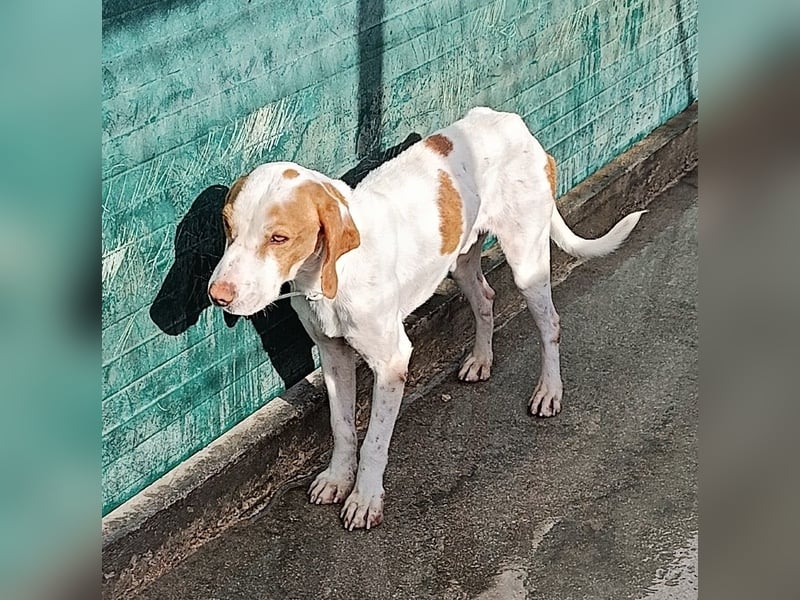 Istrische Bracke Baksi sucht ein liebes Zuhause