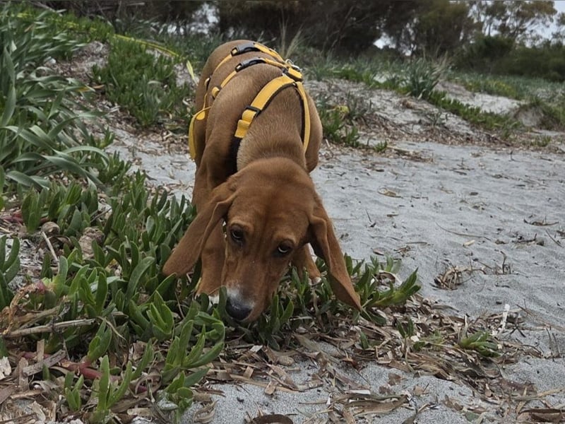 Nala piccola: einfach nur Zucker
