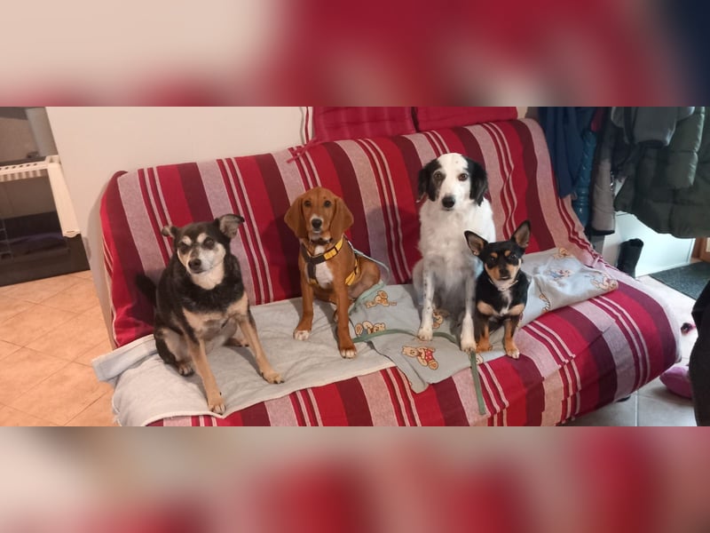 Nala piccola: einfach nur Zucker