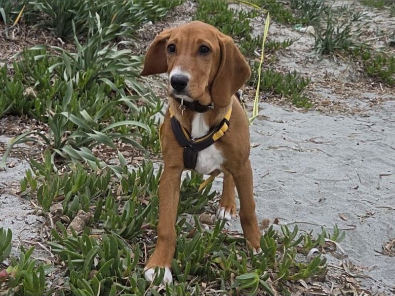 Nala piccola: einfach nur Zucker