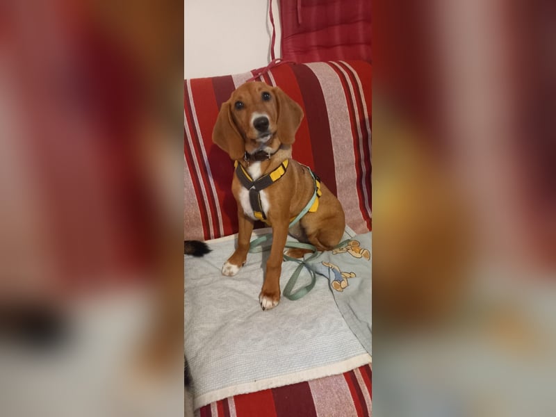 Nala piccola: einfach nur Zucker