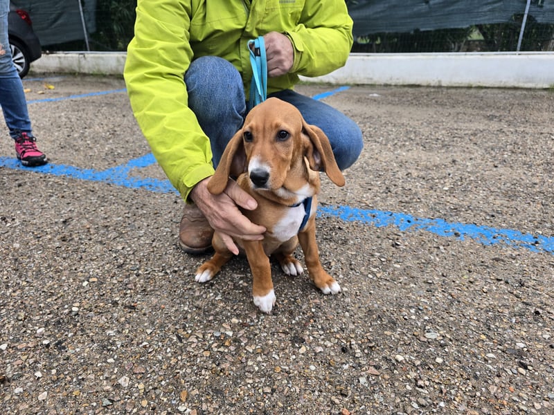 Nala piccola: einfach nur Zucker