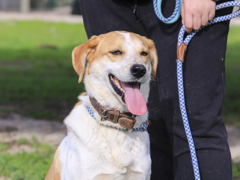 100%- lieb*freundlich*unkompliziert - *DOBY* - und kennt das Leben im Haus