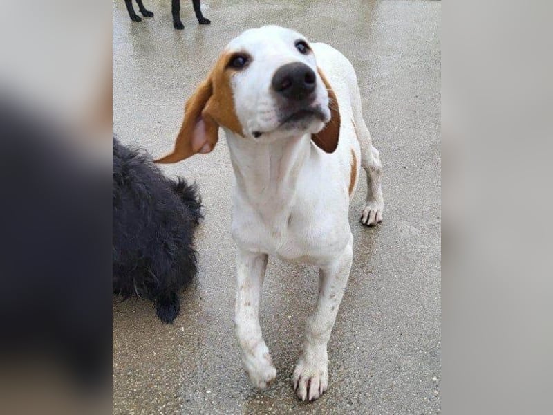 Bracken-Bub ♥Tilly♥ wahrer Sonnenschein