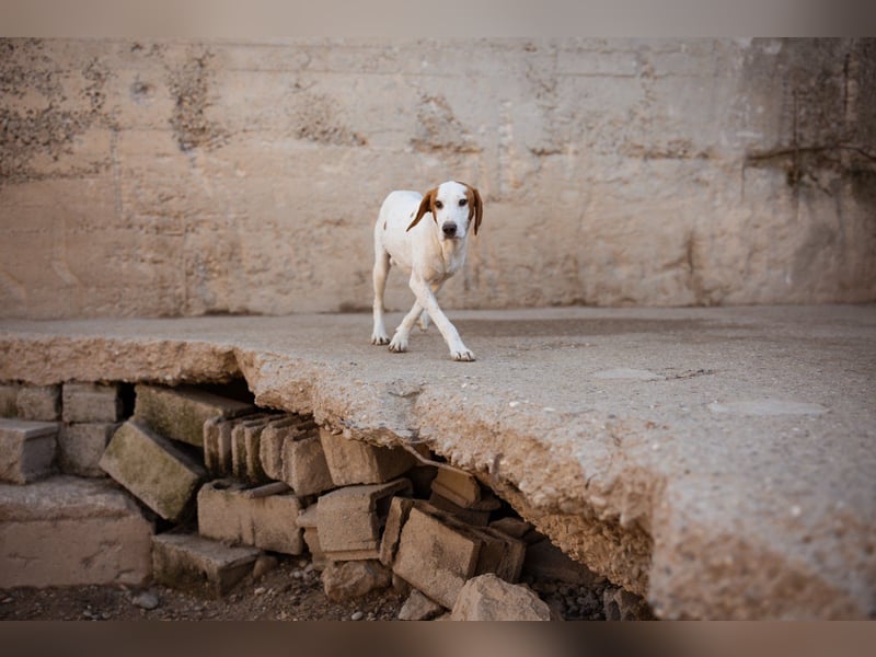 Sonnenschein ♥ Tilly ♥ sucht so sehr eine PS - am liebsten direkt ES