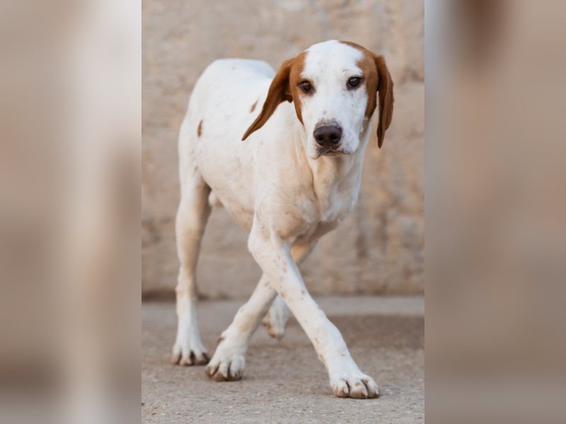 Sonnenschein ♥ Tilly ♥ sucht so sehr eine PS - am liebsten direkt ES