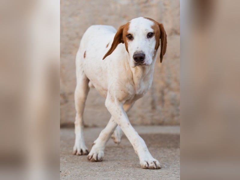 Bracken-Bub Tilly | wahrer Sonnenschein