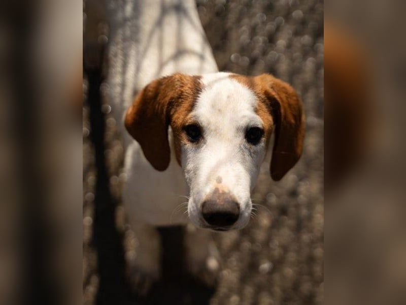 Bracken-Bub Tilly | wahrer Sonnenschein