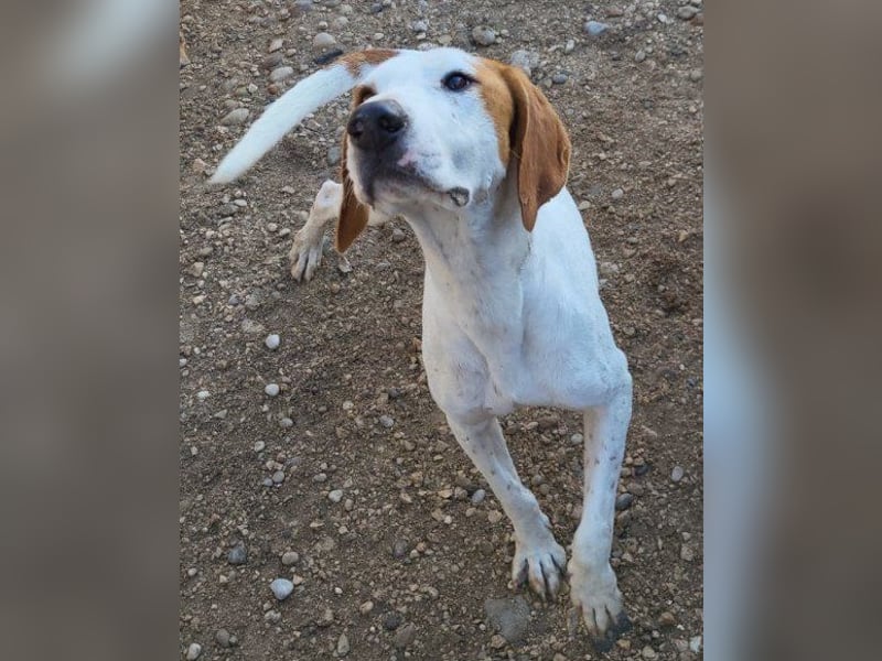 Sonnenschein ♥ Tilly ♥ sucht so sehr eine PS - am liebsten direkt ES