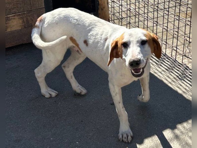 Sonnenschein ♥ Tilly ♥ sucht so sehr eine PS - am liebsten direkt ES