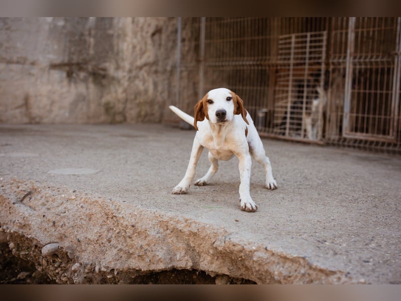 Sonnenschein ♥ Tilly ♥ sucht so sehr eine PS - am liebsten direkt ES