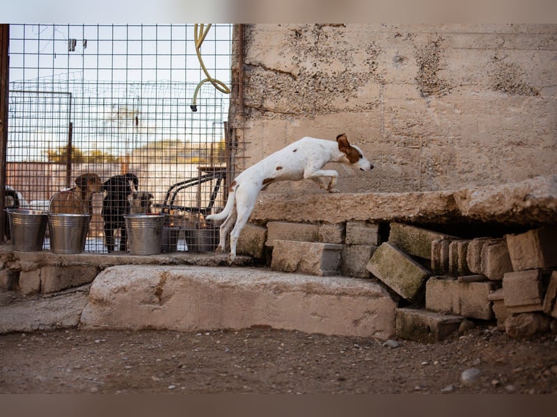 Sonnenschein ♥ Tilly ♥ sucht so sehr eine PS - am liebsten direkt ES