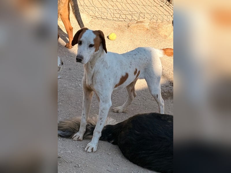 Sonnenschein Tilly - sucht so sehr seine PS/ES
