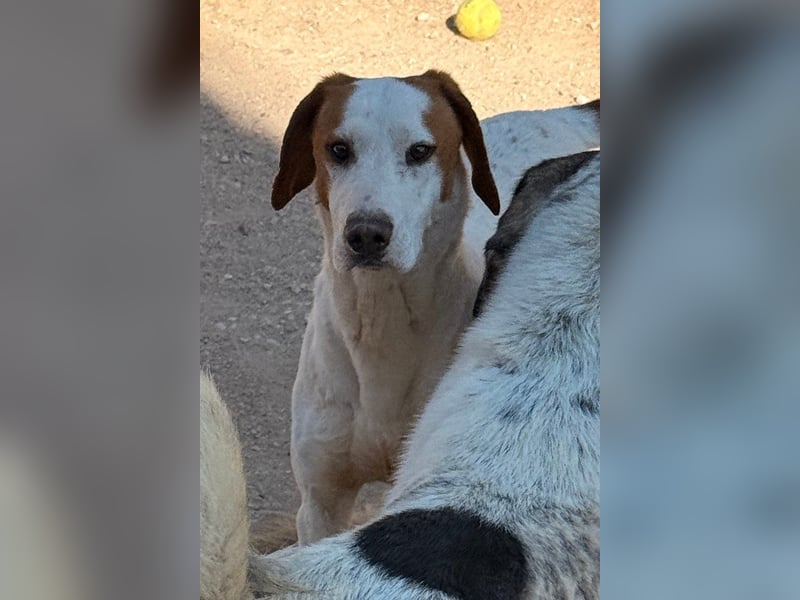 Sonnenschein Tilly - sucht so sehr seine PS/ES