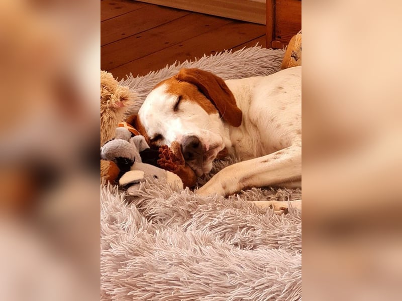 Bracken-Bub ♥ Tilly ♥ wartet bereits in 01640 Coswig ♥