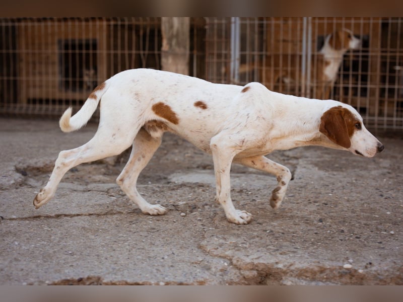 Sonnenschein ♥Tilly♥ so ein super Hundebub sucht so sehr seine PS/ES