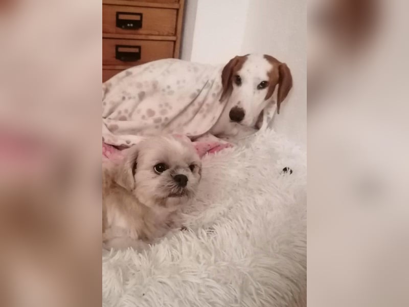Bracken-Bub ♥ Tilly ♥ wartet bereits in 01640 Coswig ♥