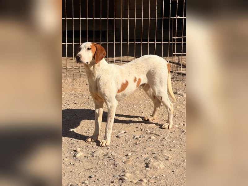 Sonnenschein ♥Tilly♥ so ein super Hundebub sucht so sehr seine PS/ES