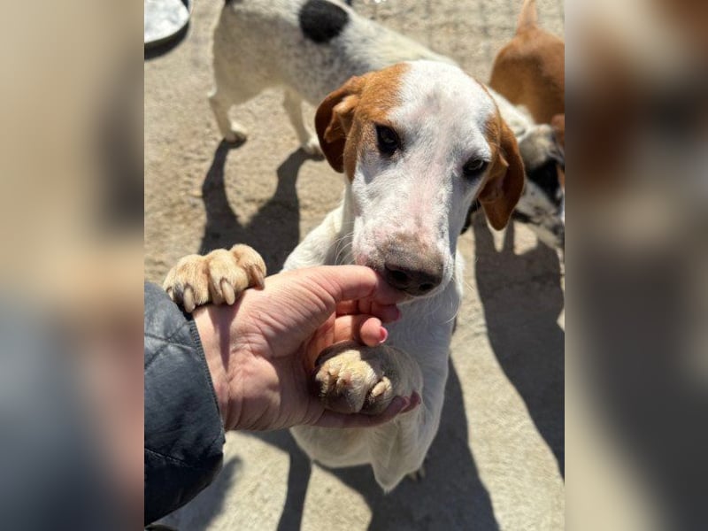 Sonnenschein ♥Tilly♥ so ein super Hundebub sucht so sehr seine PS/ES