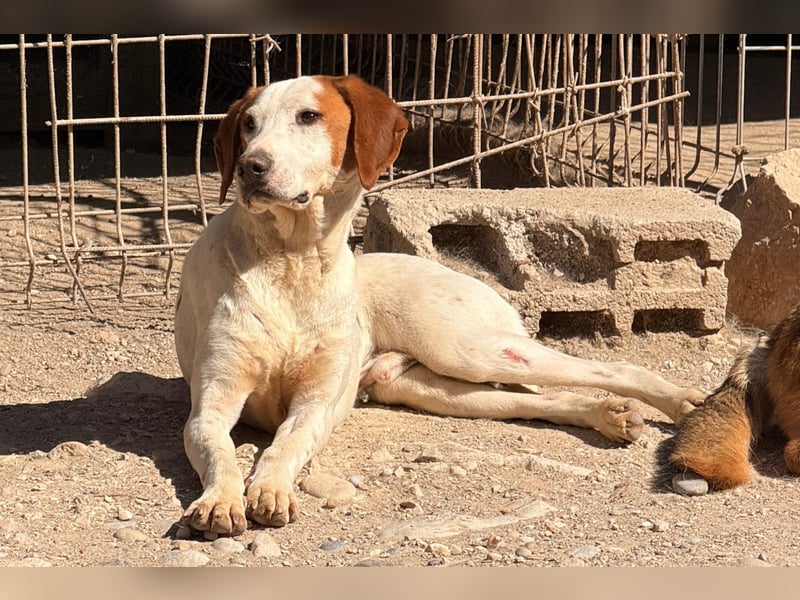 Sonnenschein ♥Tilly♥ so ein super Hundebub sucht so sehr seine PS/ES