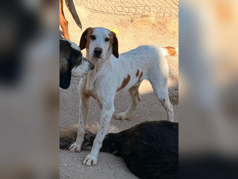 Sonnenschein ♥Tilly♥ so ein super Hundebub sucht so sehr seine PS/ES