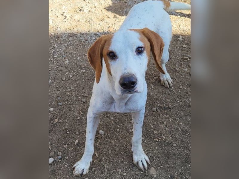 Sonnenschein ♥Tilly♥ so ein super Hundebub sucht so sehr seine PS/ES