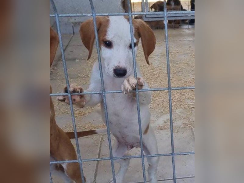 Sonnenschein ♥Tilly♥ so ein super Hundebub sucht so sehr seine PS/ES