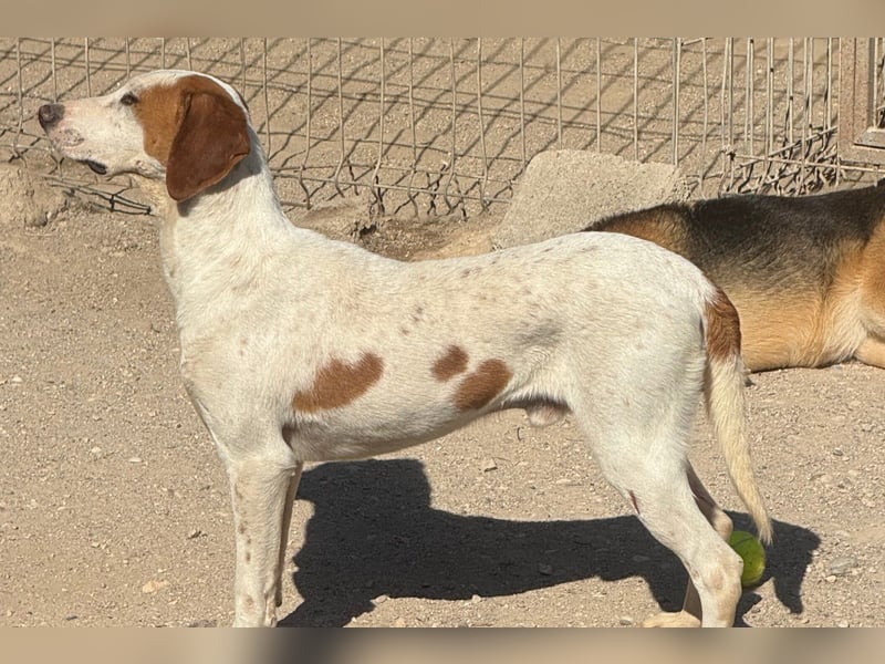 Sonnenschein ♥Tilly♥ so ein super Hundebub sucht so sehr seine PS/ES