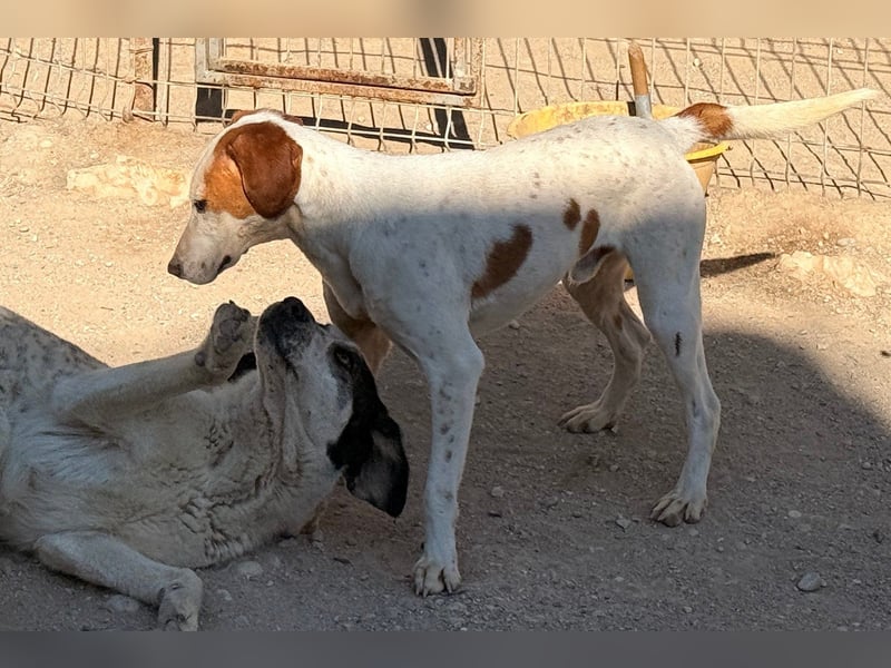 Sonnenschein ♥Tilly♥ so ein super Hundebub sucht so sehr seine PS/ES