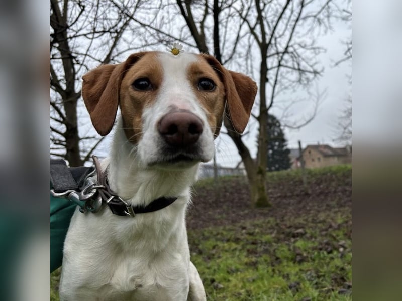 Bee eine sanfte Mimosenblüte