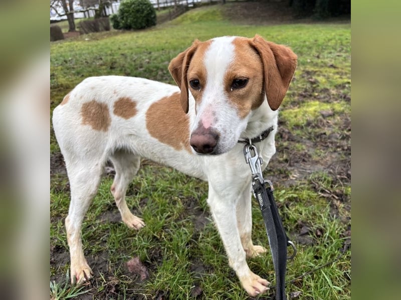 Bee eine sanfte Mimosenblüte