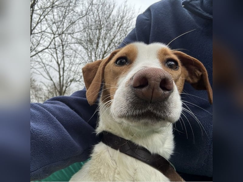 Bee eine sanfte Mimosenblüte