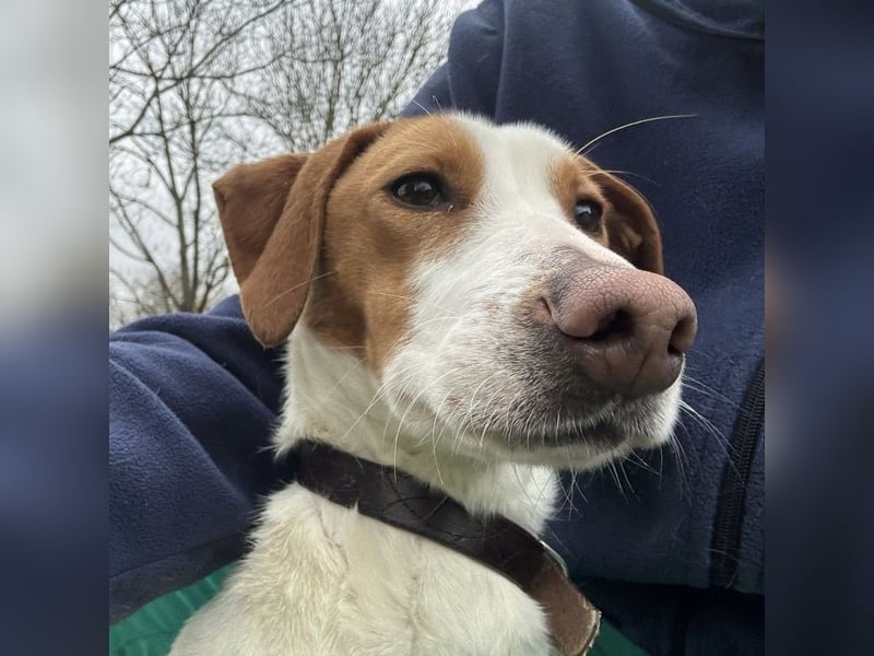 Bee eine sanfte Mimosenblüte