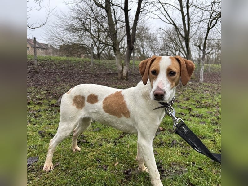 Bee eine sanfte Mimosenblüte